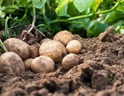 Реалізація картоплі 2-го сорту гуртом