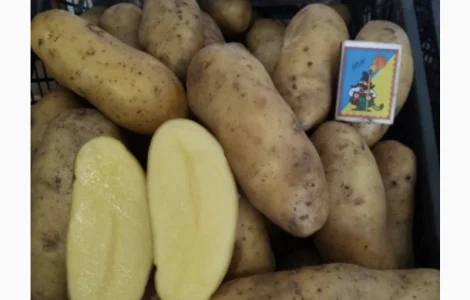 Продам картопля гуртом разных сортів
