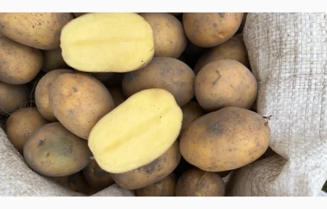 Продам картоплю