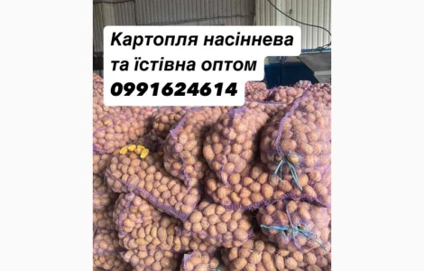 Картопля насіннева