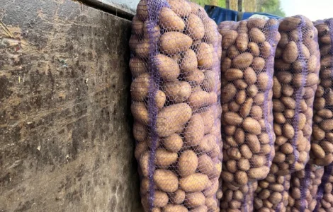 Подам картоплю товарну