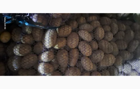 Продам насінну картоплю