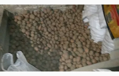 Картопля посадкова