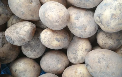 Продам товарну картоплю
