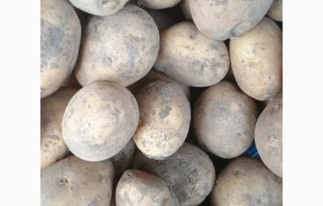 Картопля продам оптом Опішня-Полтава