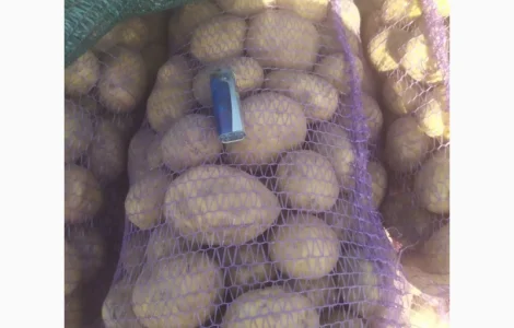 Картопля Канект