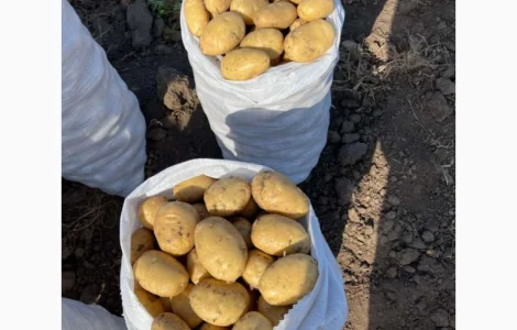 Продам картоплю