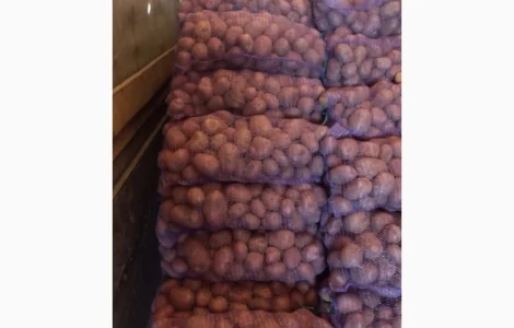 Продам товарну картоплю в обьємі Біла Роса