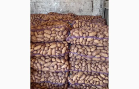 Продам картоплю