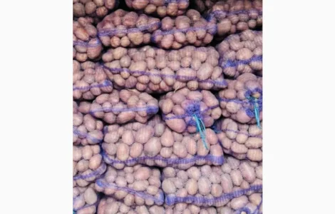 Продам картошку Белла роса Тайфун Гренада