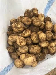 Молода картопля гуртом від виробника. Молодой картофель оптом от производителя