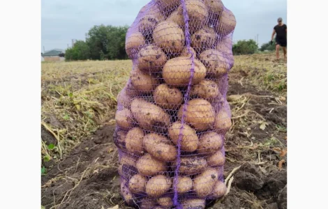 Продам картоплю