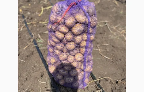 Продам товарну картоплю