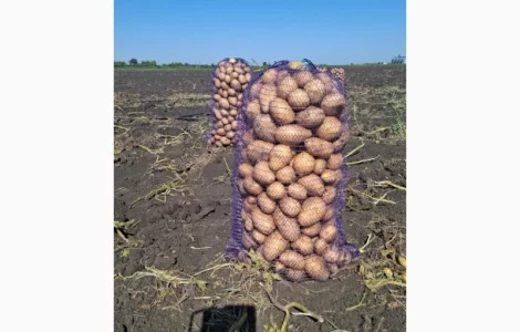 Продам картофель оптом с поля сорт Сорая