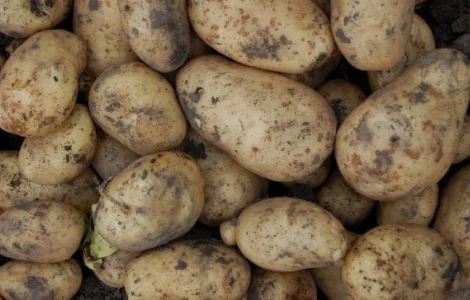Куплю картофель на переработку