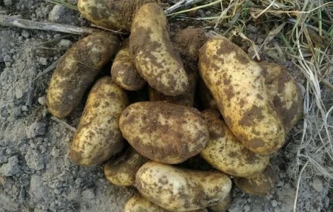 Киранда ранний картофель посадочный