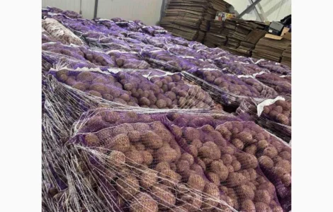 Продам картоплю товарну Імпорт