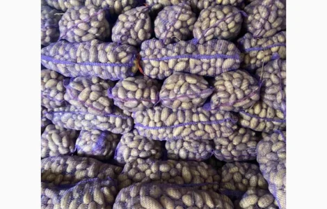 Картофель Белла Росса оптом с доставкой