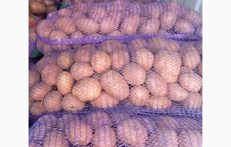 Продається товарна картопля в Одесі