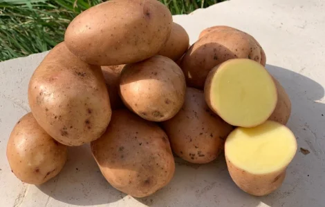 Продам насіннєву картоплю