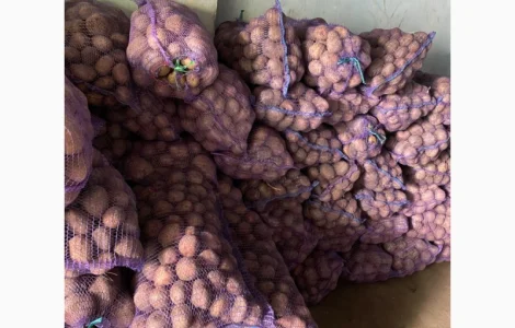 Продам товарну і насіннєву картоплю ДОМАШНЯ