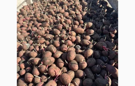 Продам семенной картофель Алюетт