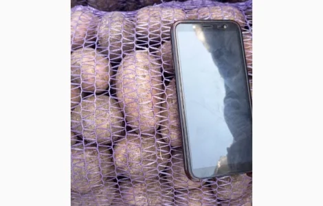 Продам картоплю крупну і посадкову