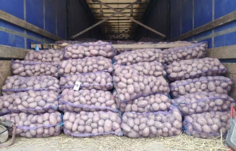 Продам товарну картоплю