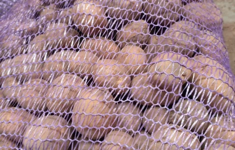 Насінева Арізона