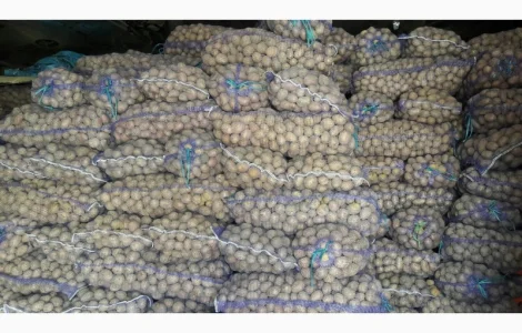 Продам картоплю ПОСАДКОВУ Рів'єра