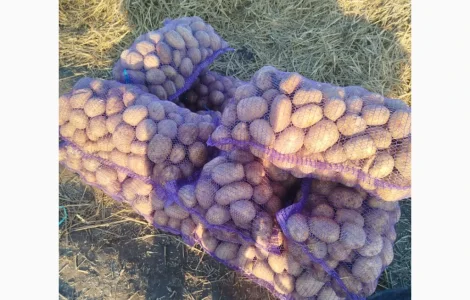 Продається картопля жовта та червона