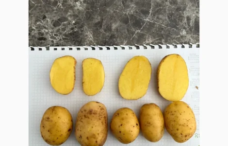 Імпортне насіння картоплі з Європи