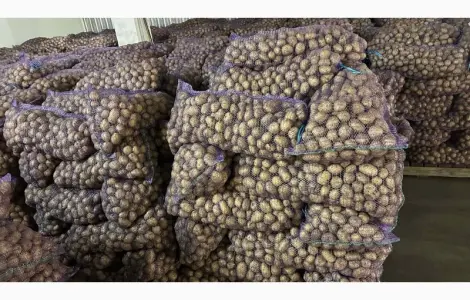 Продам семенну картоплю відмінної якості сорт Рів'єра