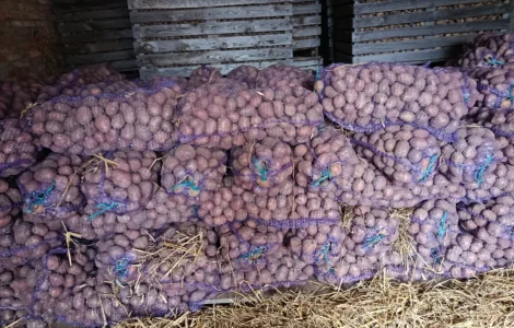 Продам товарну картоплю