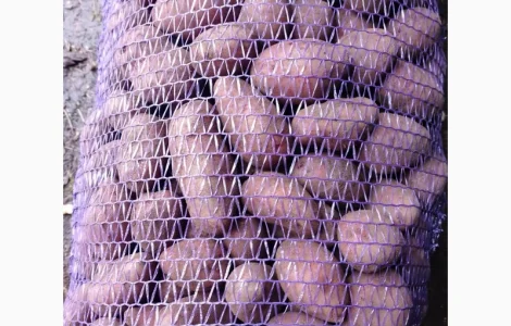 Продам посадкову картоплю