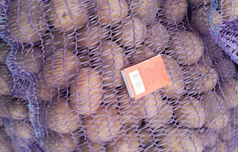 Продается картофель сорта Коломбо и Ред Леди