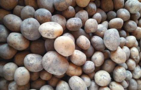 Продам картоплю