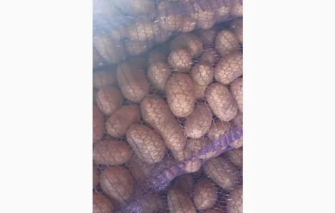 Продам товарну картоплю сорт Гранада Королева Анна