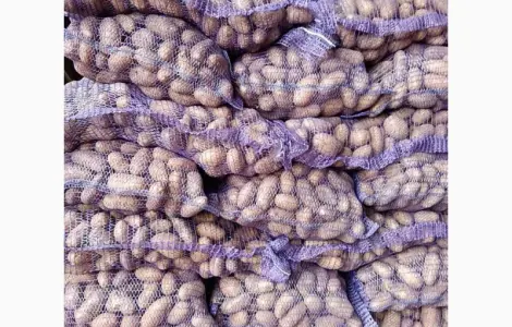 Продам товарный картофель сорт Гранада и белароса