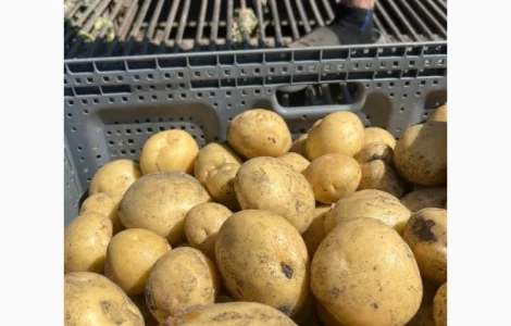 Продам картофель