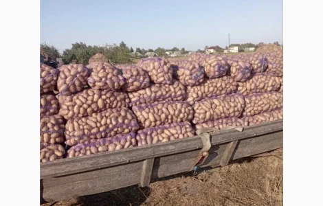 Продам товарну картоплю
