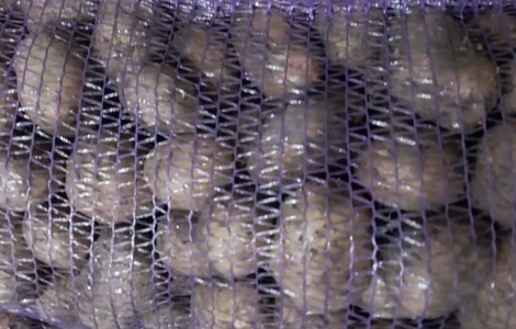 Продам картоплю