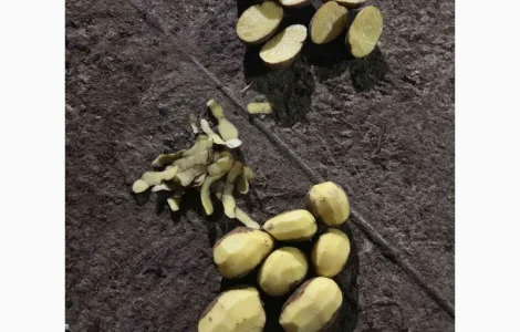 Продам картоплю