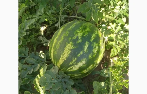 Продам кавун сорт талісман