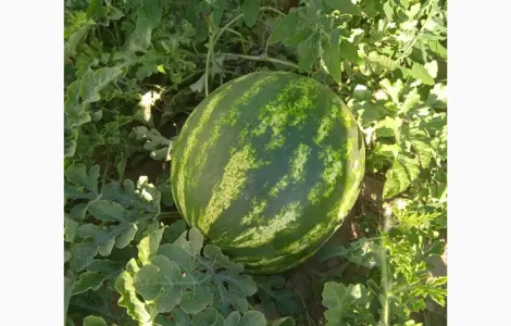Продам кавун сорт талісман