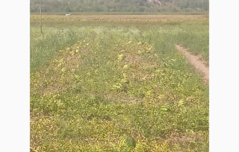 Продам кавун