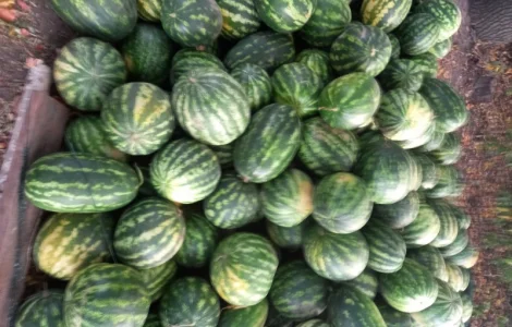 Продам кавуни