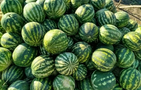 Продаємо кавун сорт АУ Продюсер