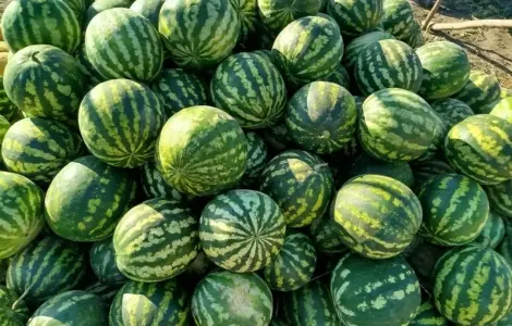 Кавун сорт АУ Продюсер на продажу