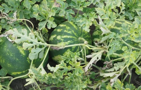 Кавун сорт АУ Продюсер на продажу